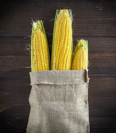 ripe yellow corn cobs in a canvas bag on a brown backgroundの写真素材