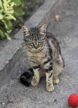 street striped cat sits on the asphalt, next to a red tangle of threadsの写真素材