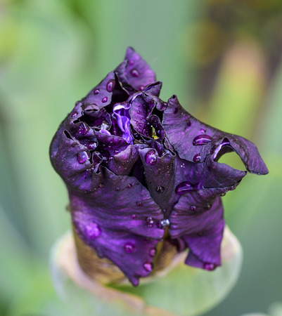 unblown flower purple iris, top view, close upの写真素材