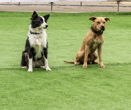 two dogs border collie and American pit bull terrier sit on a green lawnの写真素材