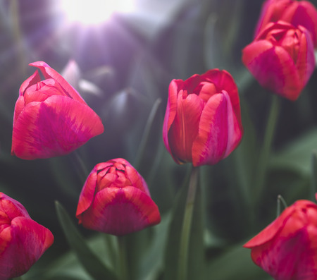 unblown red tulips in the sun, vintage toningの写真素材