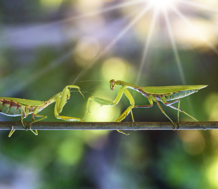 two green praying mantis fighting on a branch on a summer day, blurred background with bokehの写真素材