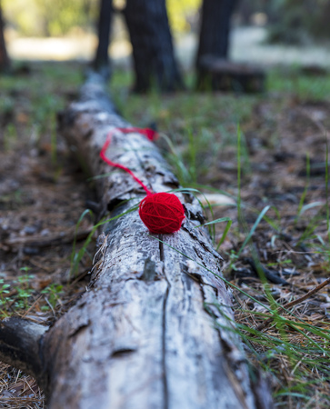 red wool ball lies on a tree trunk in the middle of an autumn forest, selective focusの写真素材
