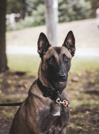 dog Belgian Shepherd Malinois, close upの写真素材