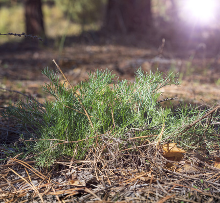 Green bush wormwood among the steppe forest, Ukraineの写真素材