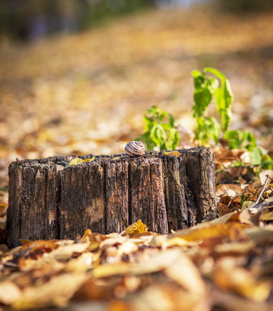 rotten stump with a snail in the middle of fallen yellow foliage, close upの写真素材