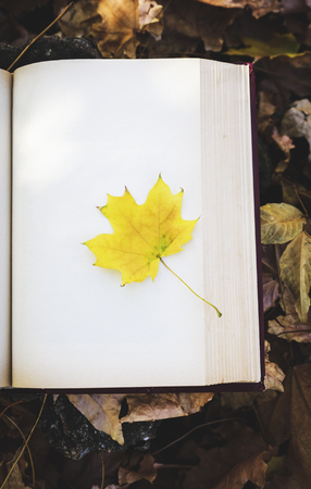 yellow maple leaf lies on empty white page of book, top viewの写真素材