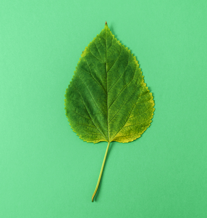 green leaf of mulberry on green background, close upの写真素材