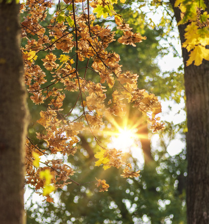 autumn city park with trees and yellow leaves in the evening in the rays of the sun, Ukraineの写真素材