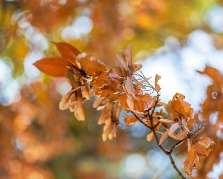 branch with yellow leaves of maple, selective focusの写真素材