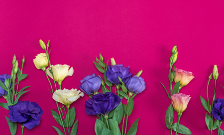 fresh blooming flowers Eustoma Lisianthus on a pink background, top view, copy spaceの写真素材