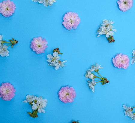 blue background with blooming white and pink flowers and green stems of cherry, full frameの写真素材