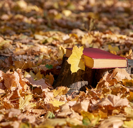 yellow maple leaf and a closed book with a red cover on the background of the autumn parkの写真素材