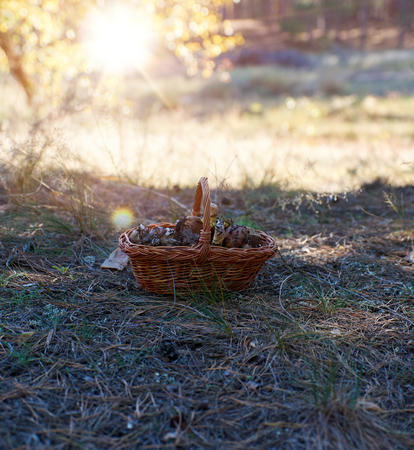 brown mushrooms in a brown wicker basket in the middle of the forestの写真素材