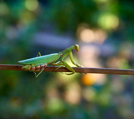 green big mantis crawling up the stick, blurred green background with bokeh