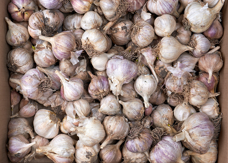 unpeeled fresh garlic fruit, full frame, close up