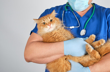veterinarian doctor in blue uniform holding fluffy red cat in hands on white backgroundの写真素材