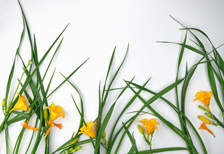 Yellow flowers Daylily on a white background, top view, copy spaceの写真素材
