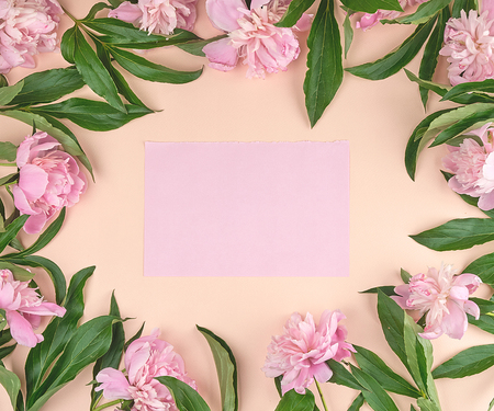 empty pink paper sheet on a peach background, on the perimeter of blooming peonies with green leaves, top view, copy spaceの写真素材