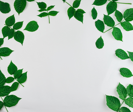 fresh green leaves of raspberry on a white background, full frame, copy space