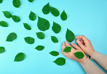 two female hands and green leaves, top view, concept of anti-aging procedures for rejuvenating and moisturizing the skin の写真素材