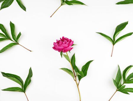 red blooming peonies with green leaves on a white background, top viewの写真素材