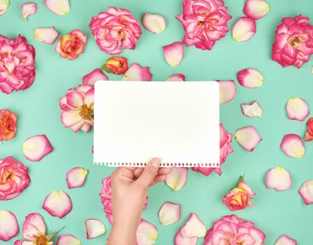 hand holding a blank white sheet torn from a notepad on the background of blooming rosebuds, festive backgroundの写真素材