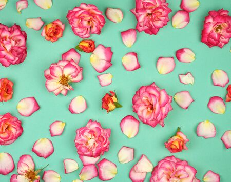 blooming buds of pink roses on a green background, flat lay, holiday backgroundの写真素材