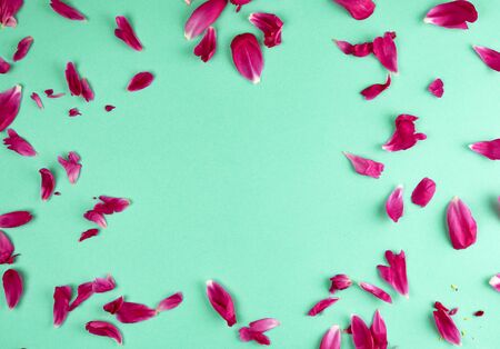 red peony petals on a green background, full frame, top view, copy spaceの写真素材