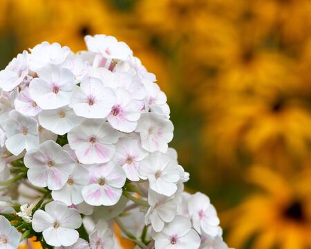white blooming Phlox paniculata is a perennial herb, species of the genus Phlox of the family Cyanosis (Polemoniaceae)の写真素材