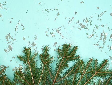 branches of needles on a green background, copy spaceの写真素材