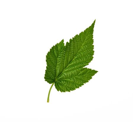 fresh green raspberry leaf isolated on a white background, close up