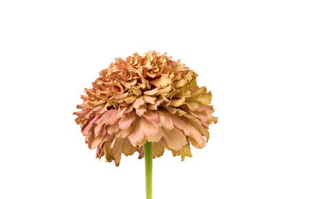 fading bud of pink zinnia on a white background, close upの写真素材