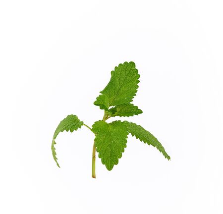 sprig of mint with green leaves on a white background, close upの写真素材