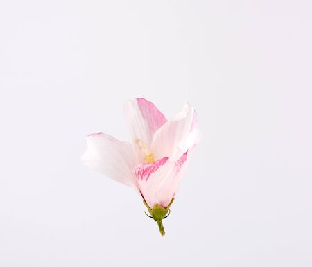 closed bud of pink-white hibiscus on a white background, close upの写真素材