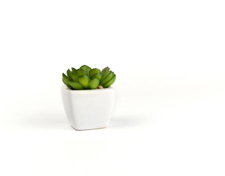 white ceramic pot with green plant succulent, white background, copy spaceの写真素材