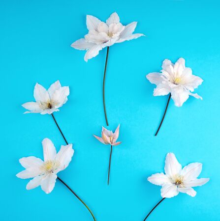 white flowers and green leaves of clematis on a blue background, top viewの写真素材