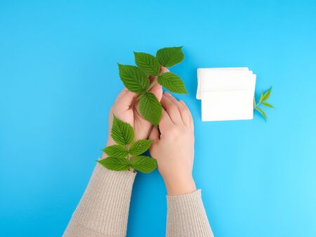 female hand holding white empty paper business card and fresh green leaves of raspberry on a blue background, top viewの写真素材