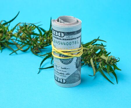 banknotes of american dollars and green leaf of hemp on a blue background, concept of making money on illegal businessの写真素材