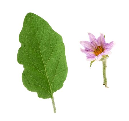 fresh green leaf and purple flower eggplant isolated on a white background, close upの写真素材