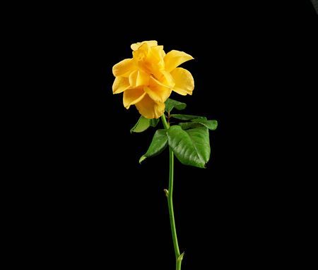 bud of a blooming yellow rose with green leaves on a black background, close upの写真素材