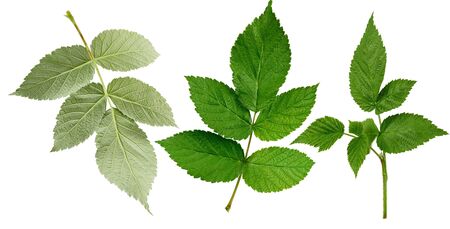 set of green leaves and raspberry branches isolated on a white background, close upの写真素材