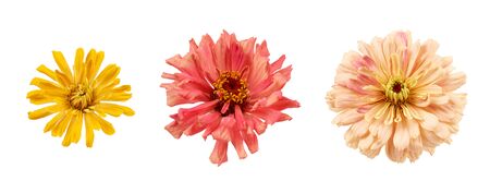 set of blooming zinnia buds isolated on white background, round flowers on topの写真素材