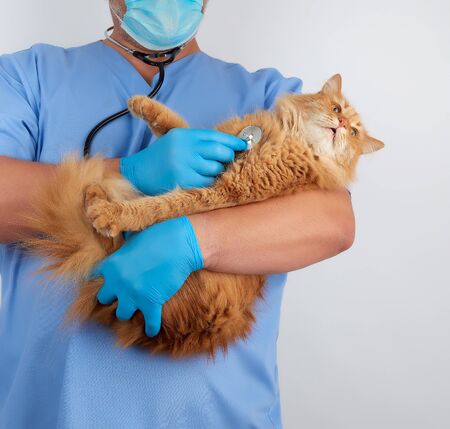 Veterinarian in blue uniform and sterile latex gloves holds and examines a big fluffy red cat, gray backgroundの写真素材