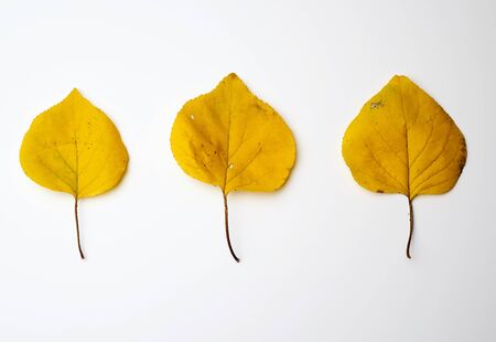 three yellow dried apricot leaves on a white background, autumn backdropの写真素材