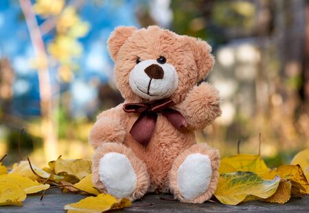 little teddy bear sits in the middle of dry yellow leaves in autumn afternoon, blurred background behindの写真素材