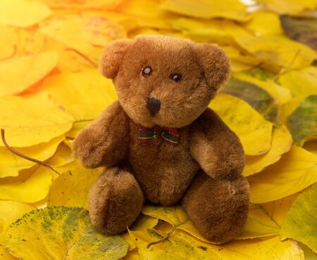 brown teddy bear sits on yellow dry apricot leaves, close upの写真素材
