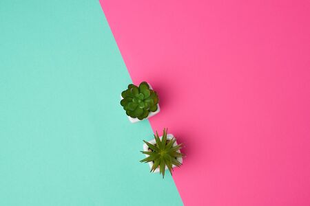 two ceramic pots with plants on a pink green background, copy space, top viewの写真素材