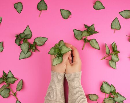 female hands  and fresh green leaves of a plant on a pink background, top view. Concept of natural...
