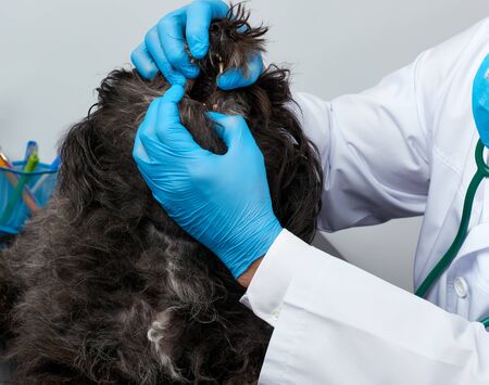 male veterinarian in a white medical coat and blue sterile gloves sits at a table and conducts a medical examination of the mouth and teeth of a black fluffy dog, vet workplace, white backgroundの写真素材